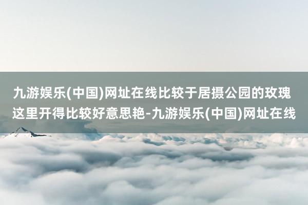 九游娱乐(中国)网址在线比较于居摄公园的玫瑰 这里开得比较好意思艳-九游娱乐(中国)网址在线