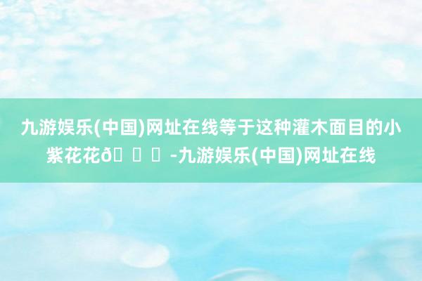 九游娱乐(中国)网址在线等于这种灌木面目的小紫花花💜-九游娱乐(中国)网址在线